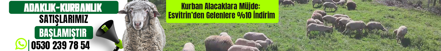 banner kopya